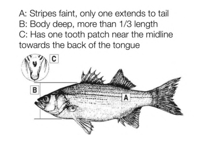 Sandbass